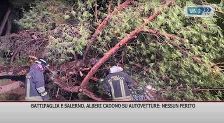 Battipaglia e Salerno, alberi cadono su autovetture: nessun ferito