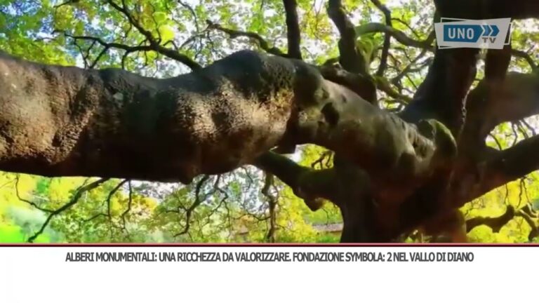 Alberi monumentali: una ricchezza da valorizzare. Fondazione Symbola: 2 nel Vallo di Diano