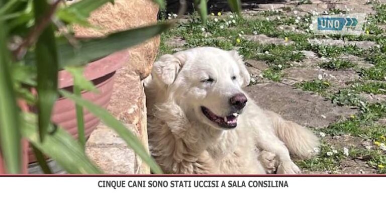 Cinque cani sono stati uccisi a Sala Consilina